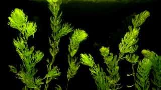 Coontail Ceratophyllum demersum Aquatic Plant Growth Time Lapse  Hornwort [upl. by Ylehsa781]