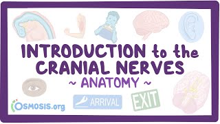 Introduction to the cranial nerves Anatomy [upl. by Anabal]