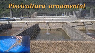 Fui na piscicultura ornamental veja os peixes incríveis que comprei [upl. by Drusy510]