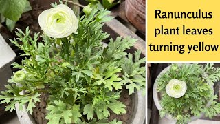 Ranunculus plant leaves turning yellow  How to cure yellow leaves on Ranunculus plant Best Tips [upl. by Stronski]