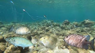 Napakaganda sa ilalim ng dagat mga nahuling isda [upl. by Nauqet370]