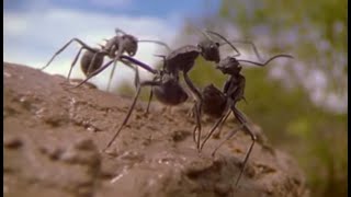 The Incredible Lives of Ants  Attenborough Life in the Undergrowth  BBC Earth [upl. by Medorra]