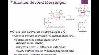 Secondary Messengers in Cell Signalling [upl. by Ulrike]