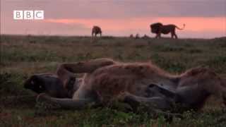 Lion vs Hyena  Narrated by David Attenborough [upl. by Nuavahs]