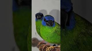 Pair of BlueFaced Parrot Finches on Wooden Perch Clip 2  Finches  Birds [upl. by Dolloff]