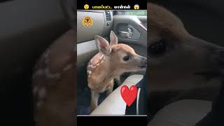 மான்கள் எதனால இந்த மாதிரி வினோதமா நடந்துக்குதுங்க  Zombie Deer Disease  Animal Voiceover Tamil [upl. by Abe358]