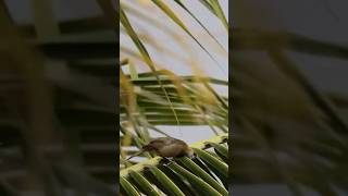 Sanhaço de Coqueiro Palm Tanager Thraupis palmarum birds freebirds nature [upl. by Lothar760]