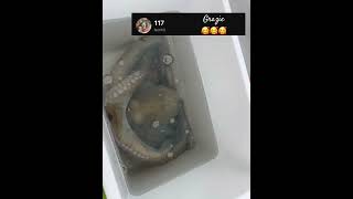 mare pesca fishing fish perte followers octopus relax natura natural viralshorts viral [upl. by Ilam931]