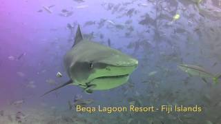 Beqa Sharks dive [upl. by Noraf]