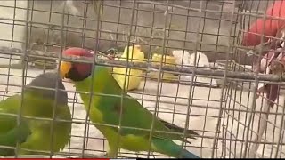 parrot training plumampblossom headed parakeet parrots check description for more Fun 🦜 [upl. by Lasser]