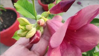 Permanent Flowering Plant Allamanda  Allamanda Plant Care and Fertilizer [upl. by Shank]