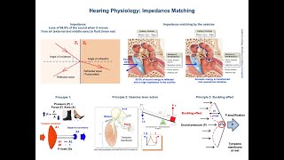 Impedance Matching Ear Physiology  Middle ear bones [upl. by Kelli354]