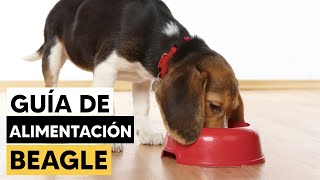 Guía de alimentación para BEAGLES [upl. by Sophronia209]