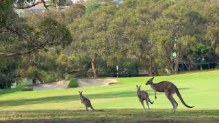 Anglesea Golf Club Victoria Australia Kangaroos [upl. by Adrea685]