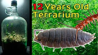 12 Year Old Terrarium  Life Inside a closed jar Over a decade in isolation [upl. by Elodia]