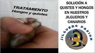 SOLUCIÓN PARA QUISTES Y HONGOS EN NUESTROS JILGUEROS Y CANARIOS 💉💊🐦 Sígueme MUNDO JILGUERO [upl. by Brag]