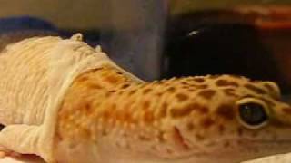 The Shedding Process  Leopard Geckos [upl. by Enowtna74]