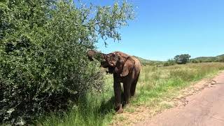 Пиланесберг Pilanesberg National Park safari South Africa [upl. by Durwood]