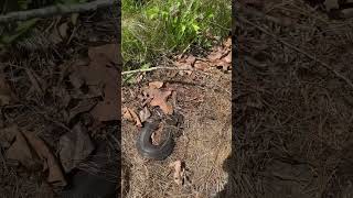 We found a rare snake under tin and it played dead snake nature wildlife animals [upl. by Streetman]