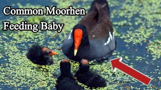 Common Moorhen feeding Chicks  Moorhen Bird sound [upl. by Htebsil]