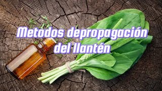 Reproduce tu llantén con estos métodos plantas natural medicinanatural [upl. by Vieva]