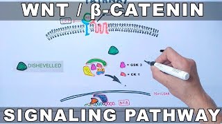 WntβCatenin Signaling Pathway [upl. by Thistle841]