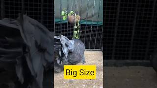 Indian Fantail Pigeon Sale anaspigeon8282 shorts ytshorts pigeon viral [upl. by Alastair928]