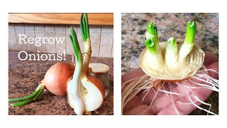 How to Regrow Onions from Scraps March 2017 [upl. by Karp]