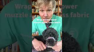 How to make a dog muzzle at home [upl. by Htebazileharas]