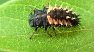 Multicolored Asian Lady Beetle Larva Coccinellidae Harmonia axyridis [upl. by Daveta]