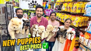 New Puppies Cheapest Dog Shop  Pet Shop in Hyderabad [upl. by Salakcin521]