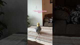 Cockatiel Loves Direct Eye contact bird cockatiel yumyumthetiel parrot [upl. by Refotsirc800]