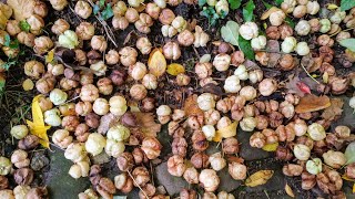 Bladdernut  Harvest thousands of tasty Staphylea pinnata nutlets [upl. by Nork]