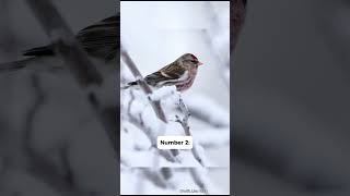 3 Fun Facts About Redpolls birds jesus [upl. by Tselec891]