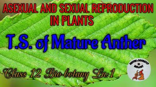 TS of mature anther in tamil  Asexual and sexual reproduction in plants [upl. by Ardnatal]