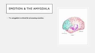 Biological Psychology Chapter 18 Brain Mechanisms of Emotion with Dr Kuhle [upl. by Nwahser]