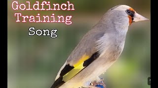 Goldfinch Bird Singing Song Video To Training Goldfinch bird [upl. by Nador]