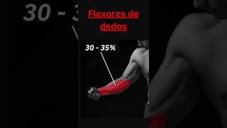 EL  de los FLEXORES DE DEDOS EN TU ANTEBRAZO brazos aesthetic espalda fitgym tips [upl. by Burl939]