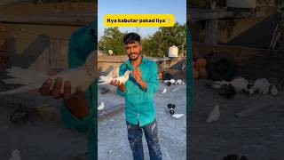 Catch a new pigeon🕊️ minivlog petvlogger petlover kabutar vlog pigeon birds [upl. by Averi]