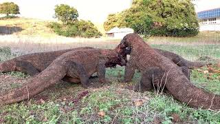 😱😱😱 Full process of Komodo eating goat [upl. by Sauveur687]