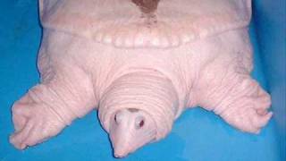 Worlds Rarest Chinese Softshell Albino Turtle [upl. by Ayikahs110]