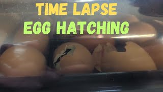 HHD Sailnovo Egg Incubator Time Lapse [upl. by Ardiek]