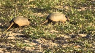 Mating frenzy of SixBanded Armadillos 3 [upl. by Ahtnicaj]