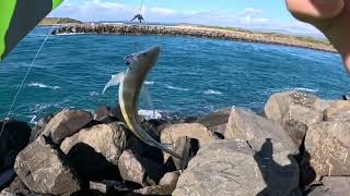 South coast Breams and Australian salmon [upl. by Youngman]