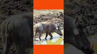 Pumba  Warthog in the mud  Kruger National Park Shorts [upl. by Enirual]