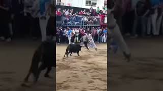 👉INCREIBLE SALTO A ESTE TORO BRAVO 🐂 bousalcarrer toros toro bull onda animals tradiciones [upl. by Ribal]