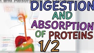 Digestion and Absorption of Proteins  Part 12 [upl. by Selig572]