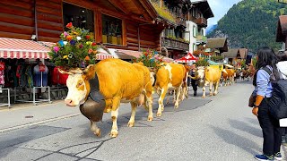 Lauterbrunnen Valley Switzerlands most beautiful valley 🇨🇭 4K Walk [upl. by Aleta587]