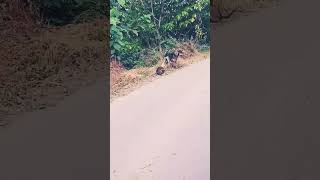 dosti ke geet main gata hu viralvideo exploredog🐕🐕🐕🐕 [upl. by Ezana116]