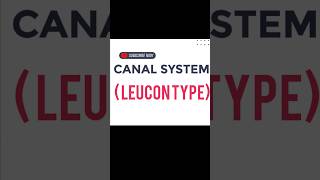 CANAL SYSTEM  LEUCON TYPE [upl. by Oinesra252]